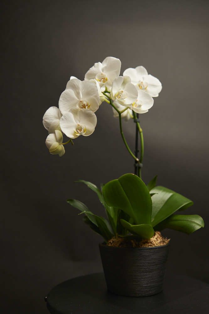 Photograph by Le Duy Ta