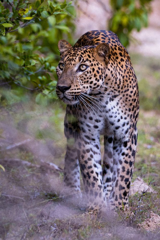 Leopard hide oneself and ready for attack