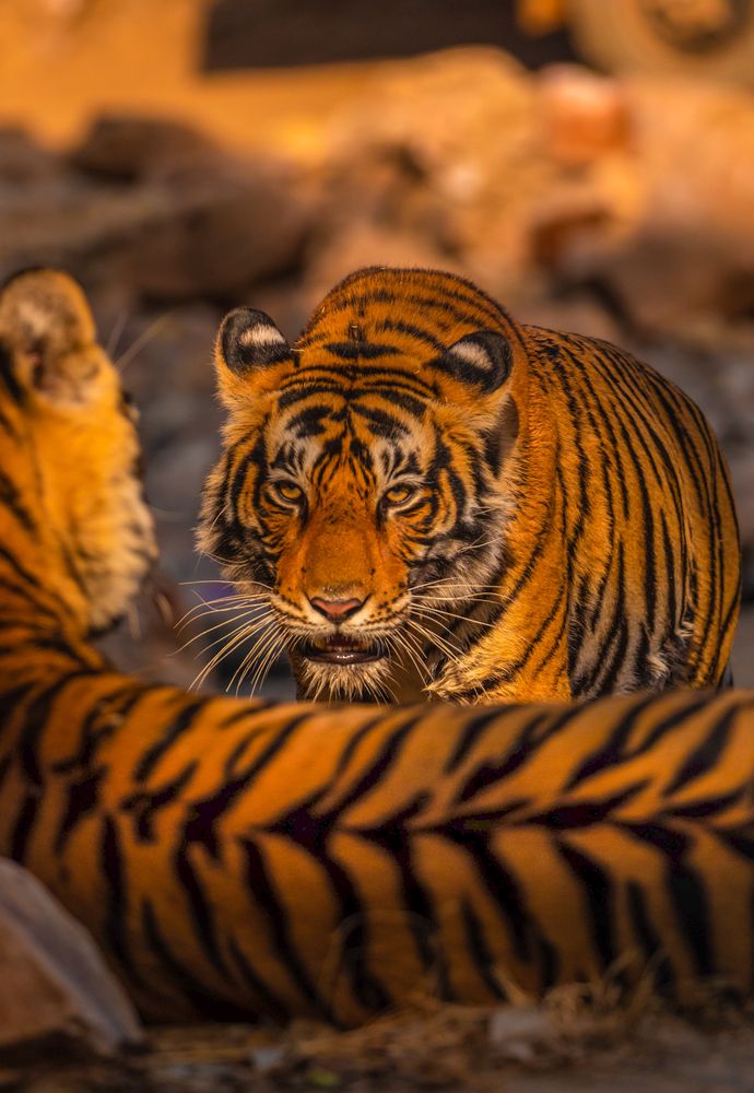 The Deceptive Face-off!