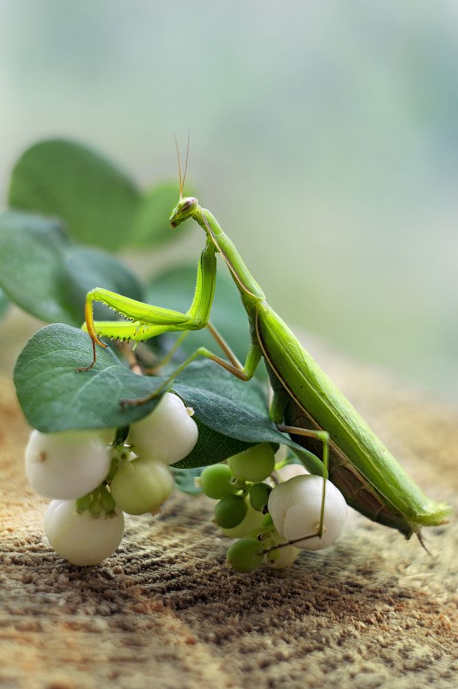 Photograph by Воинкова Ирина