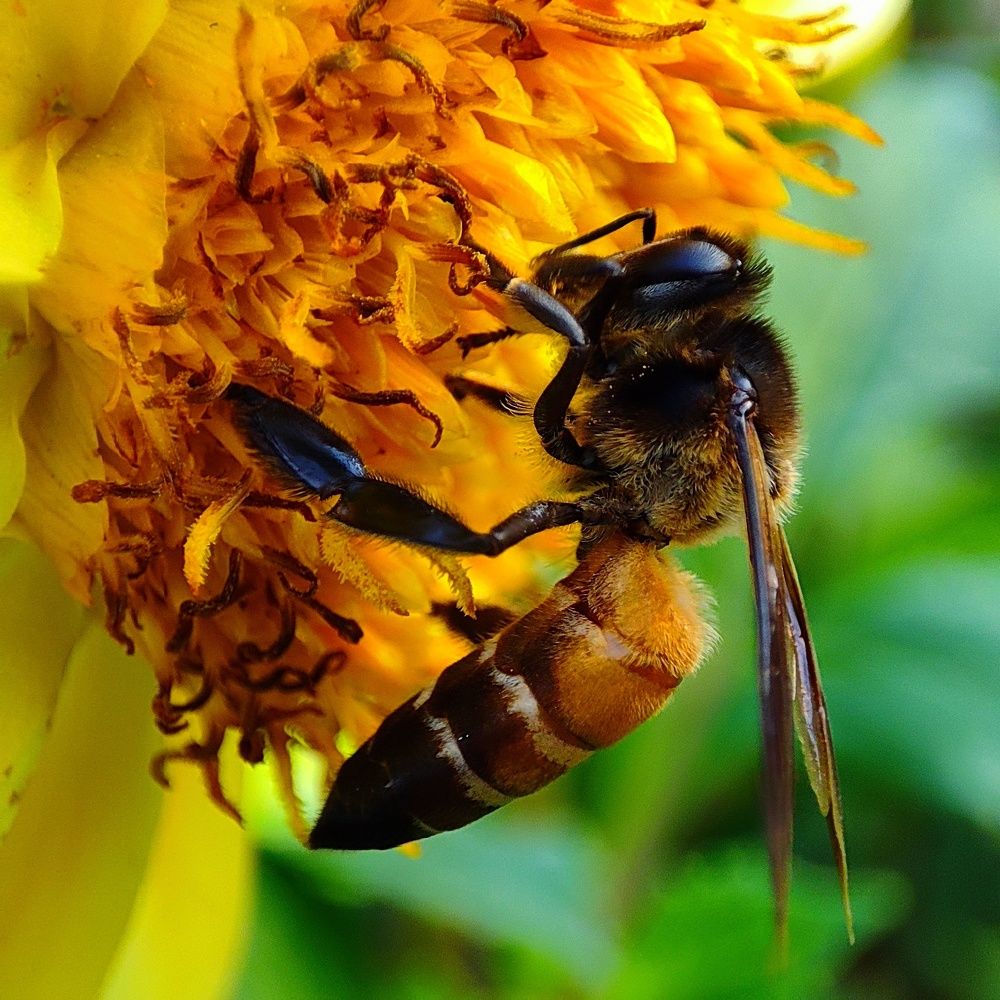 Macro photography