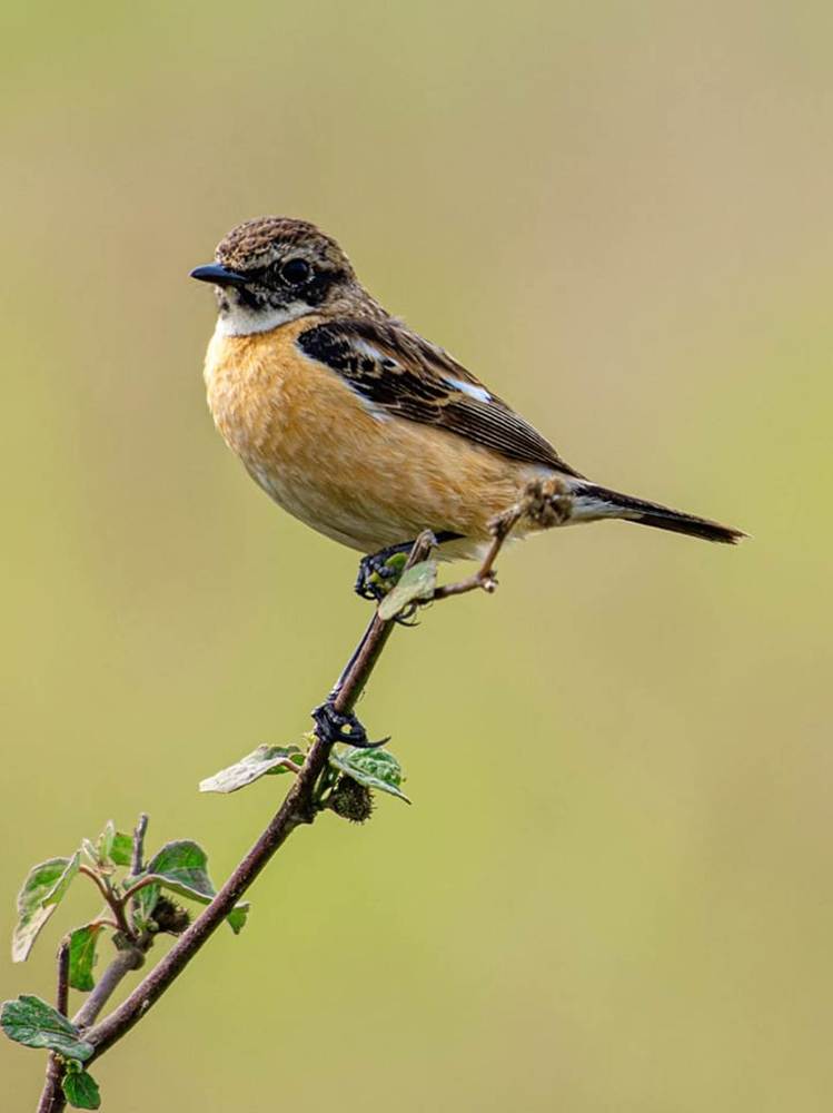 Photograph by Shiv Kumar Gupta