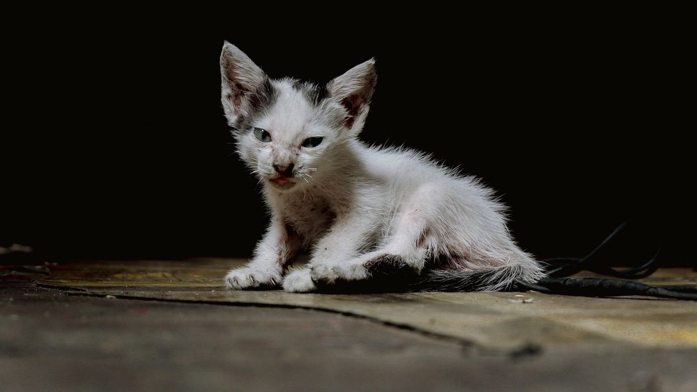 Фотография автора Arnel Tacson