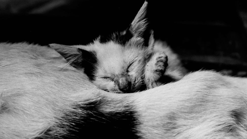 Фотография автора Arnel Tacson