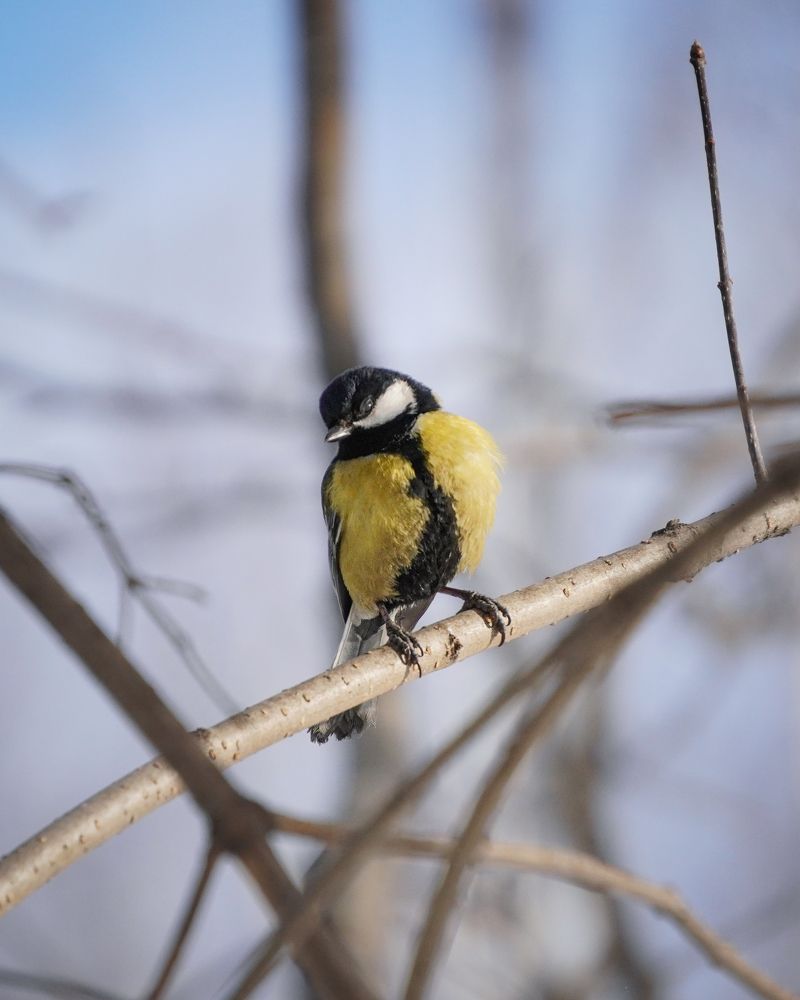 Солнечные ванны