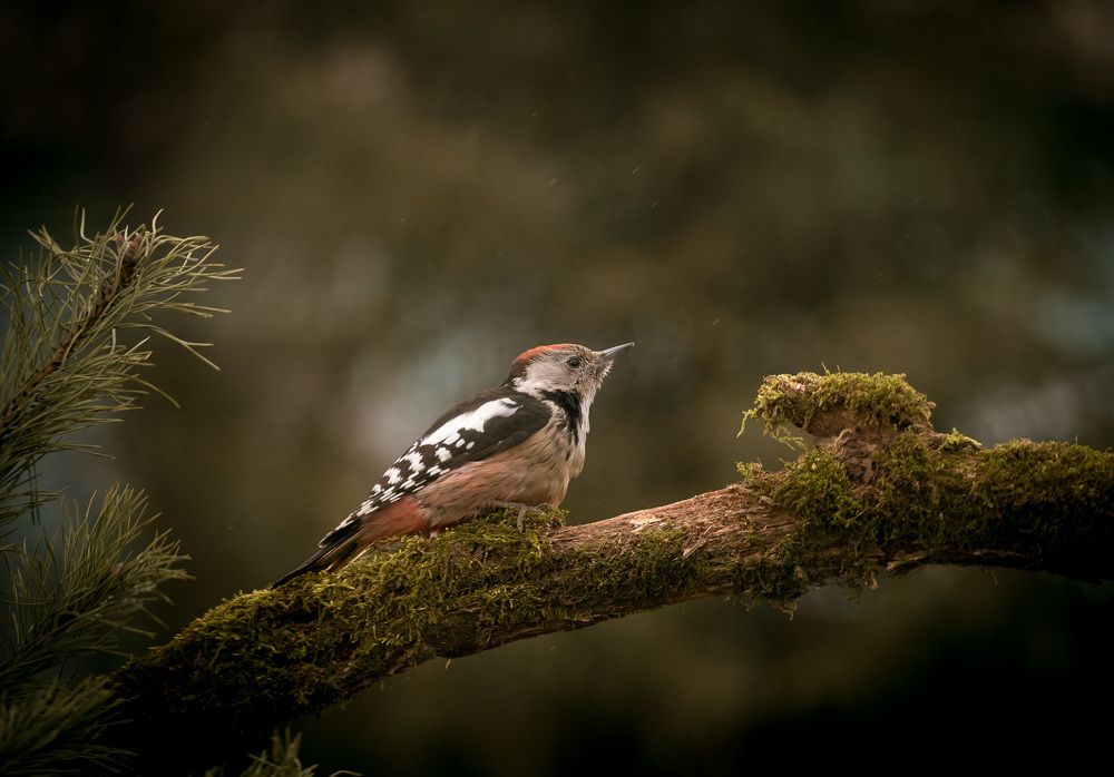 Photograph by Алексей Юденков