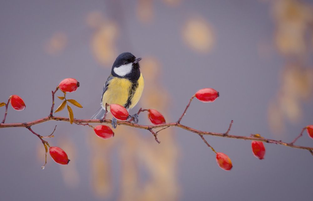 Photograph by Алексей Юденков