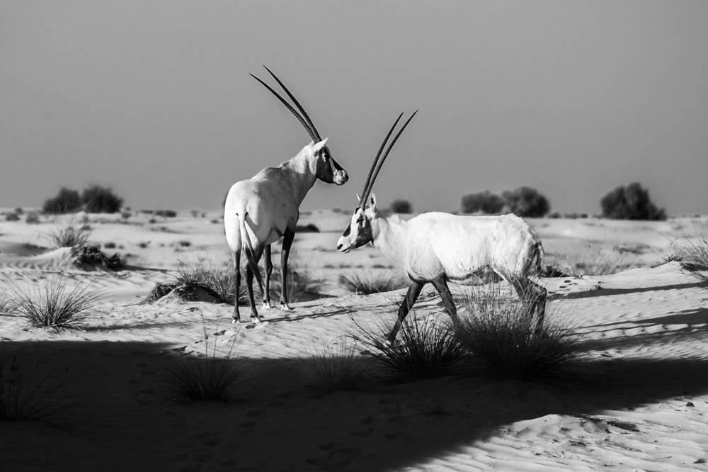 The Arabian Oryx
