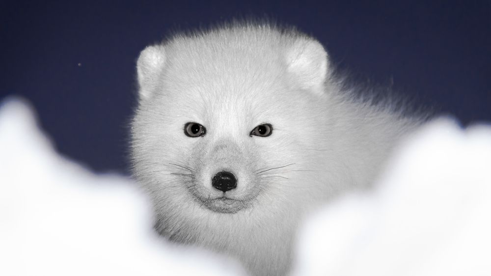 Песец на севере