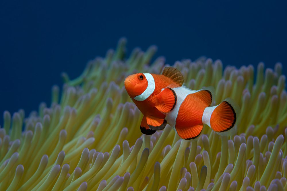 Photograph by Савин Андрей