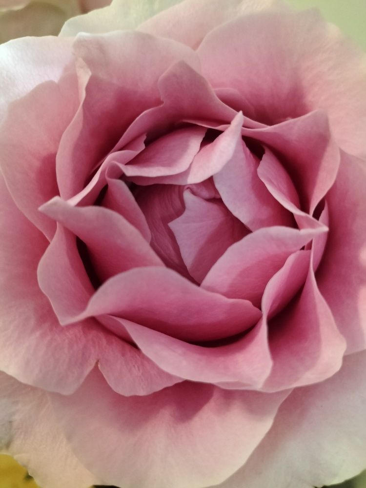 Rose's Glory