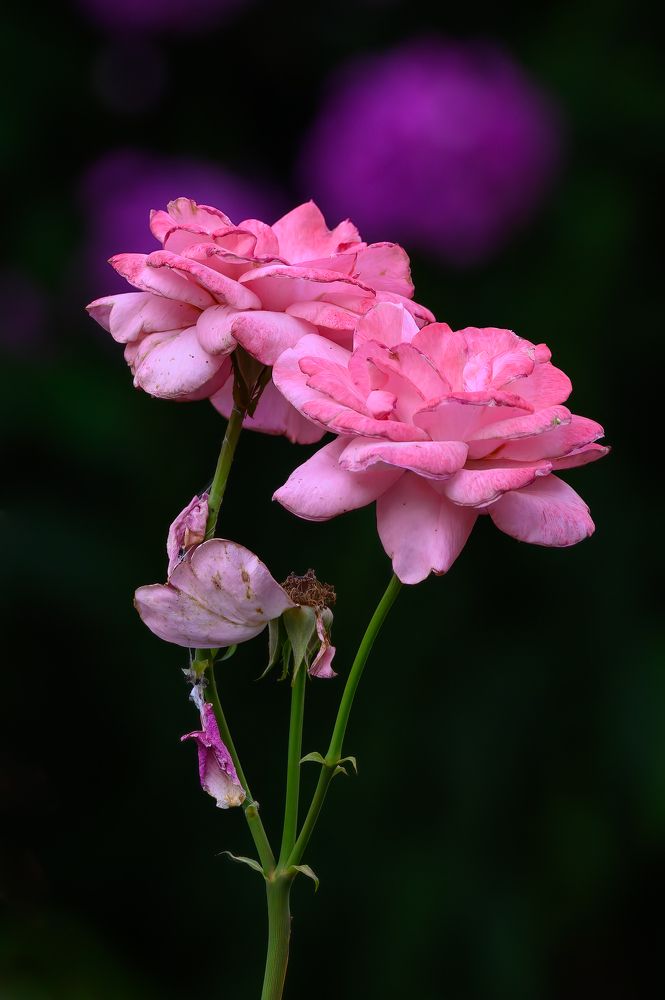 Photograph by Вячеслав Белов