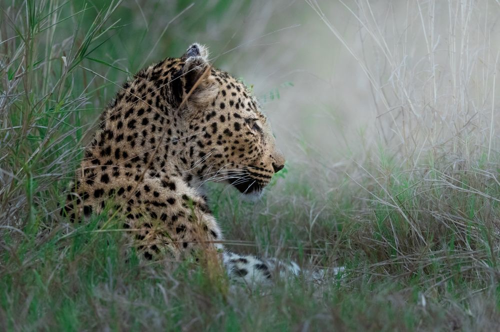 Photograph by Rémi Vacher