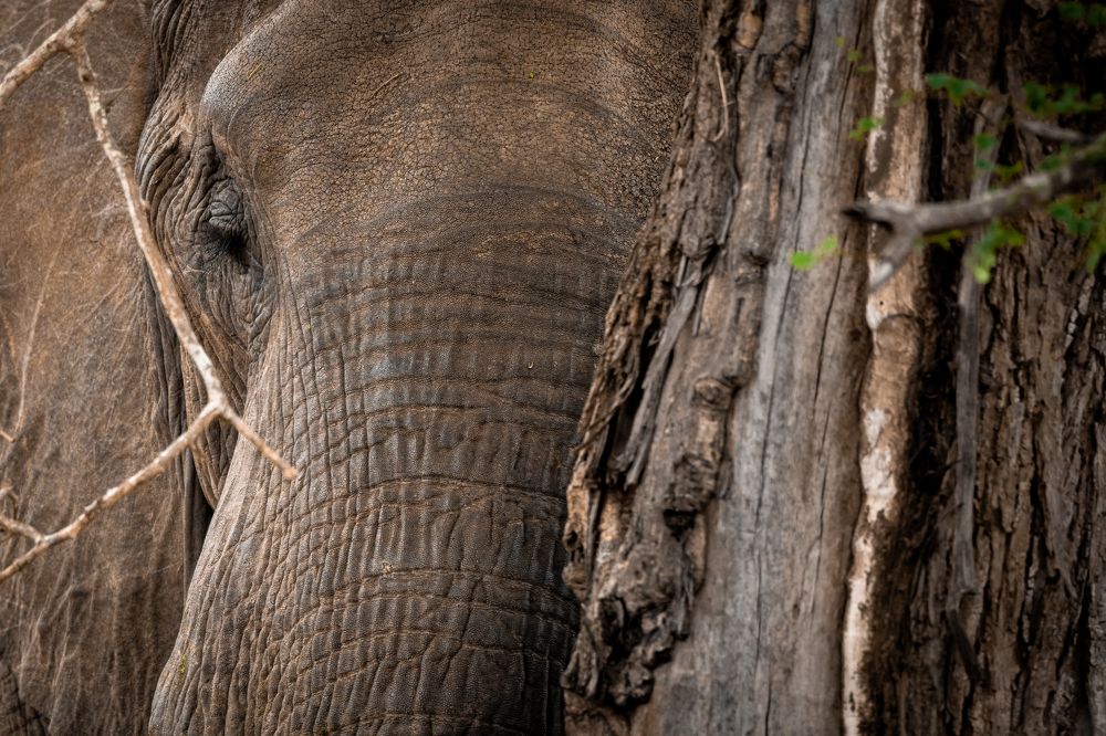Elephant playing hide and seek in Kruger
