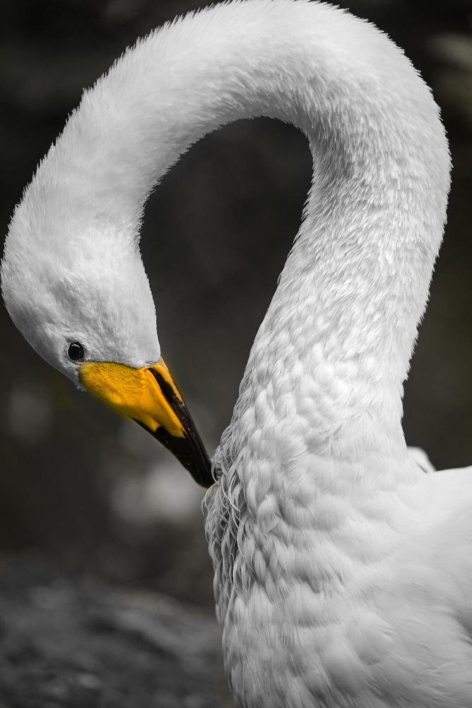 Photograph by Nada Taresh