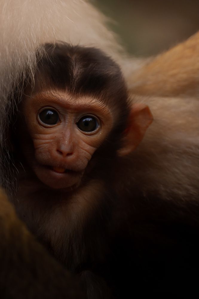 Eyes contact with wild animal