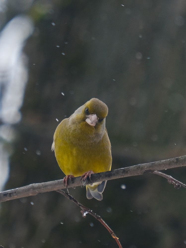Фотография автора Александр Высоцкий