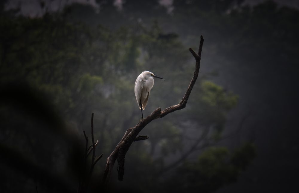 Little Egret Birds