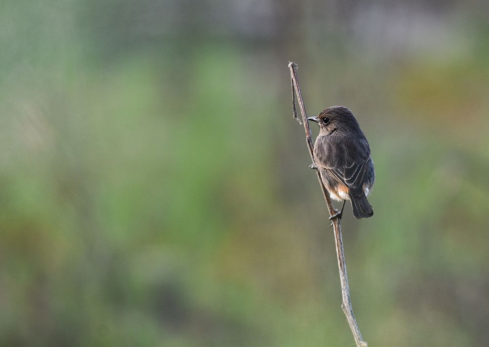 Pied Bush Chat Birds