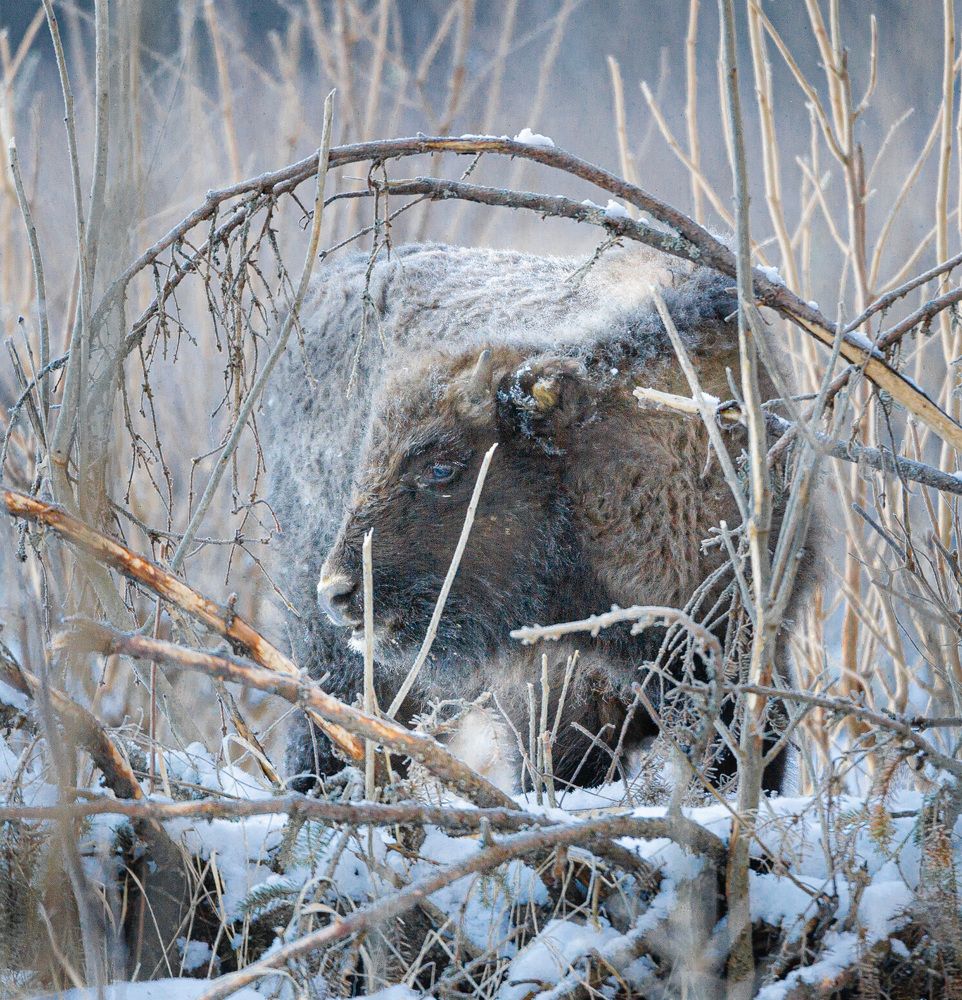 Детеныш зубра европейского