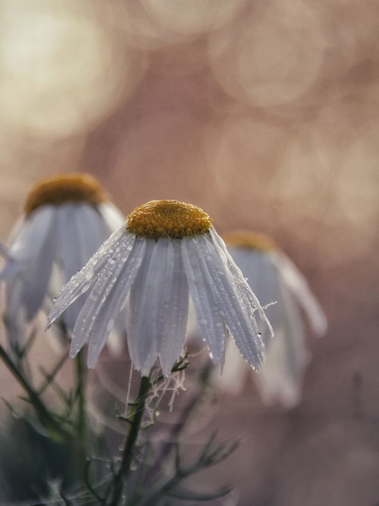 Photograph by Никита Брутман Broutman