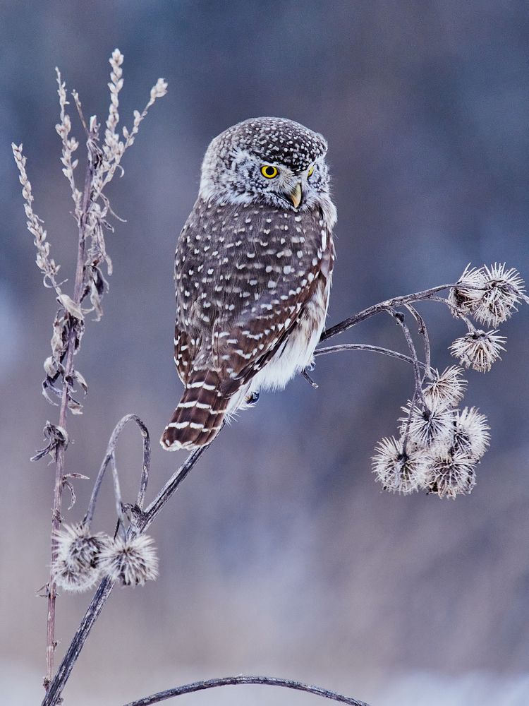 Фотография автора Петр Богомазов