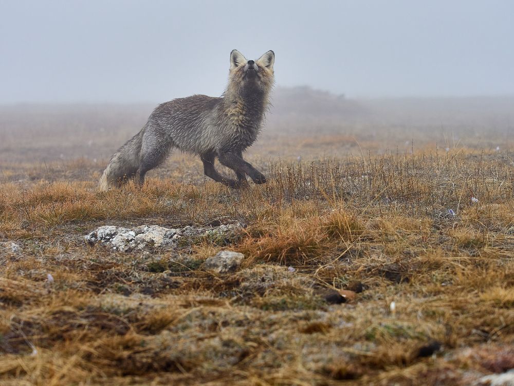 Фотография автора Петр Богомазов