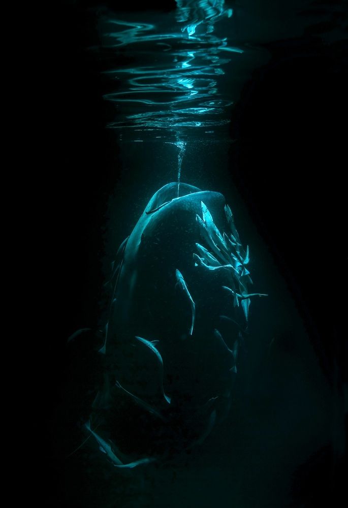 Симфония ночи. / The symphony of the night.