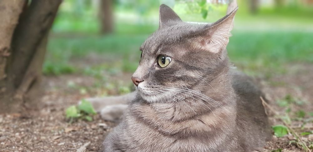 Very sweet and shy cat