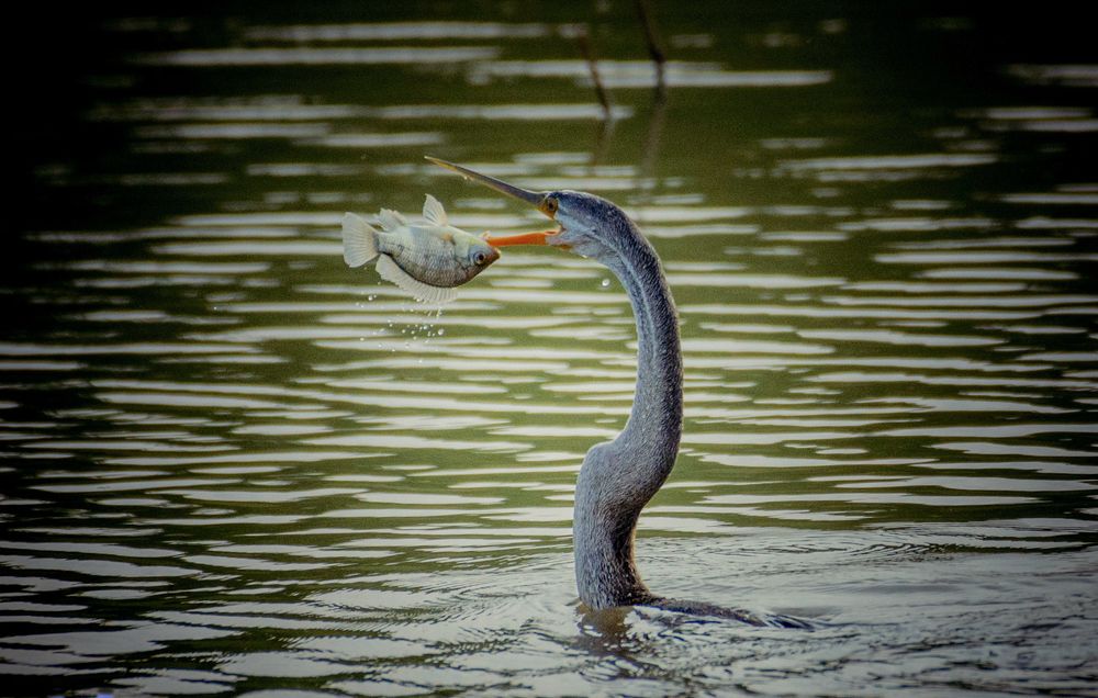 Photograph by Chaminda Rajapakshe Muthugala Arachchilage