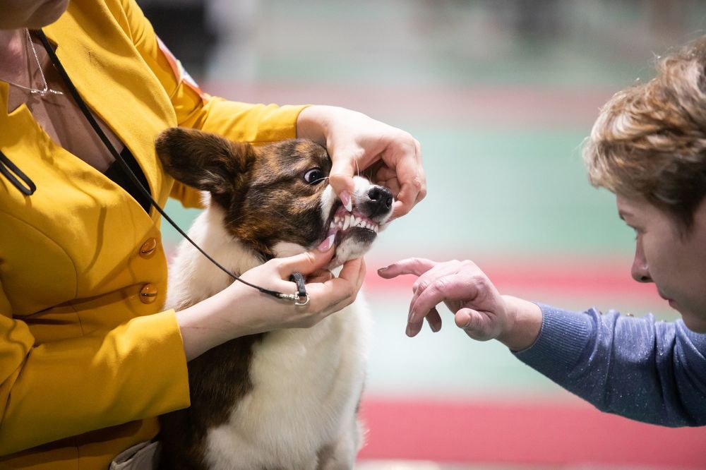 Зубки покажи