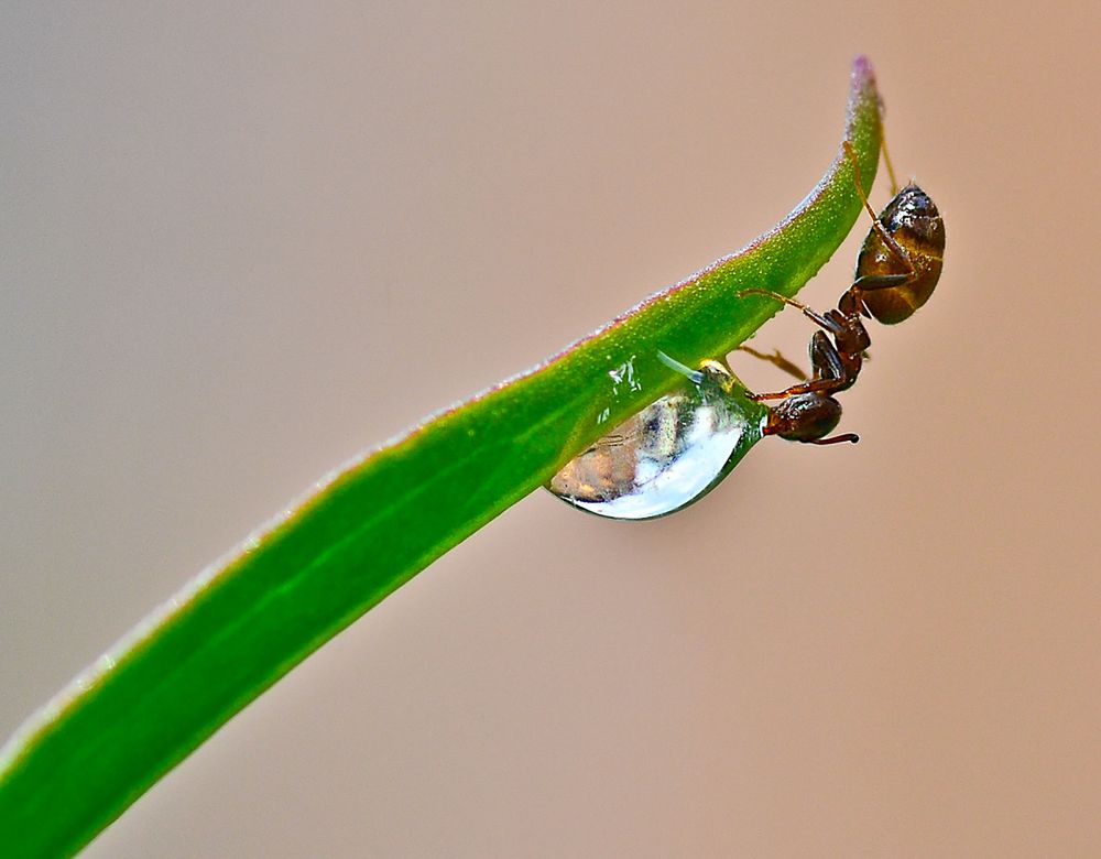 Photograph by Natali Bol