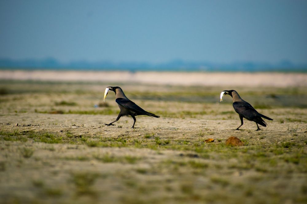 Photograph by Harkesh Kumar