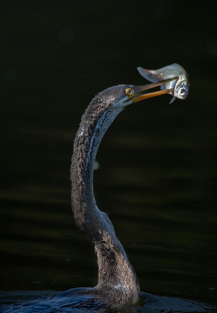 Photograph by Deepak Kathait