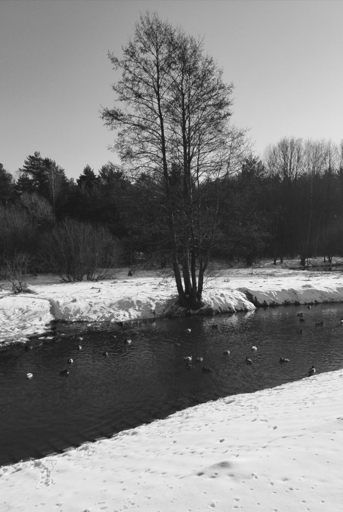 Photo #8829677