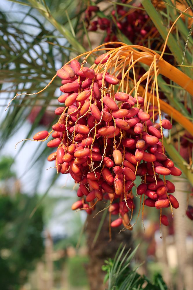 Сбор фиников в Египте