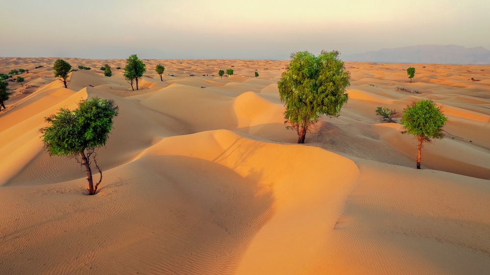 Omani desert