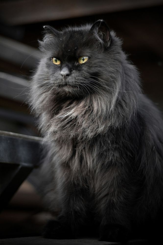 Фотография автора Георгий Петров