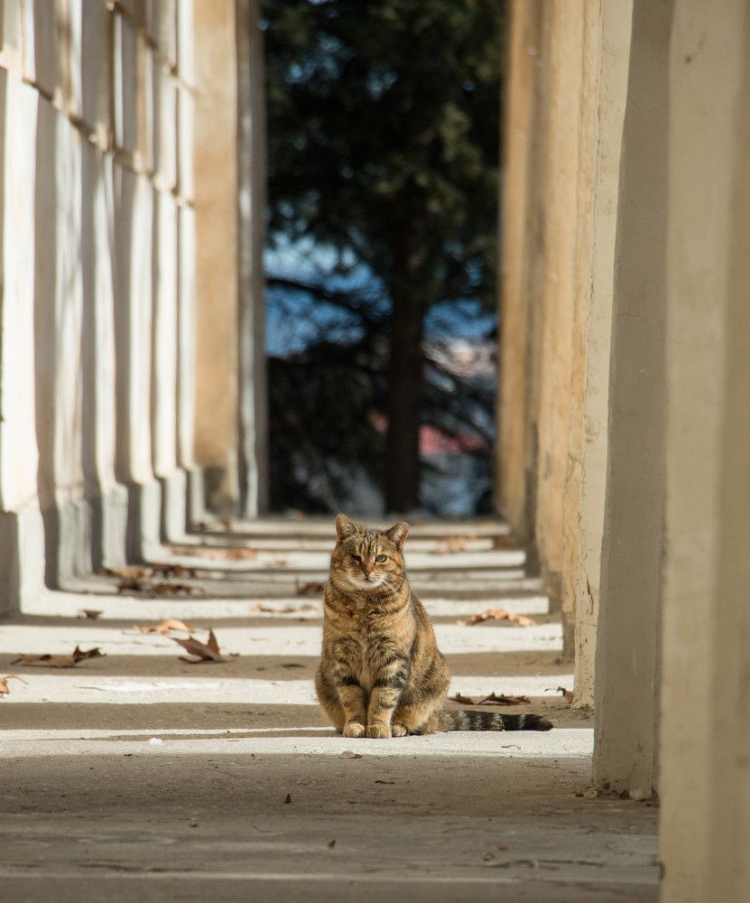 Photograph by Мария Мостипака