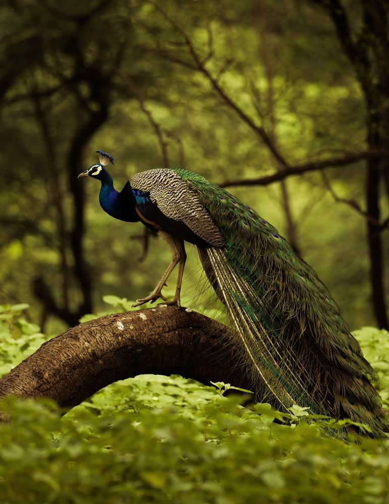 Photograph by ASHWINI BHONGE