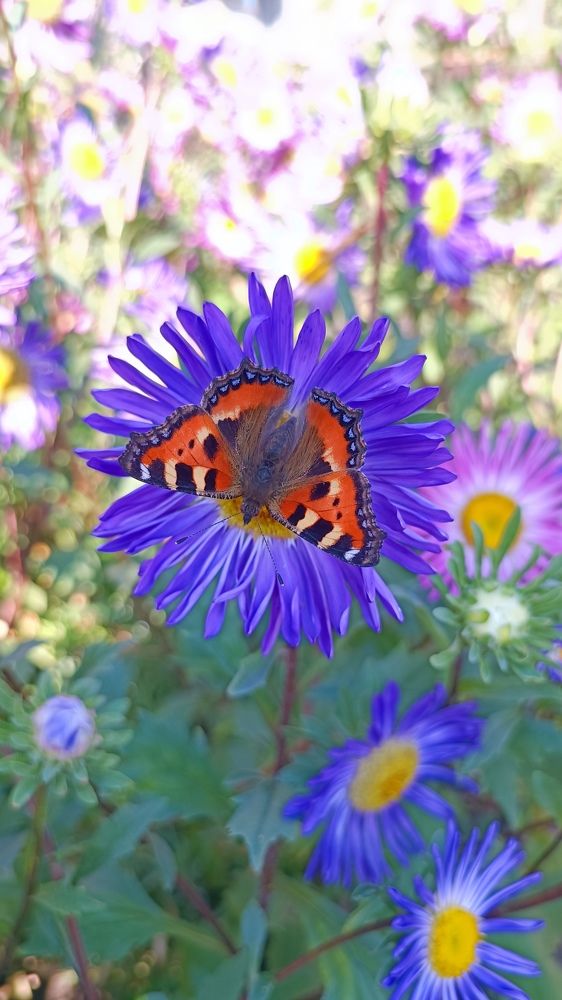 Пархающий цветок