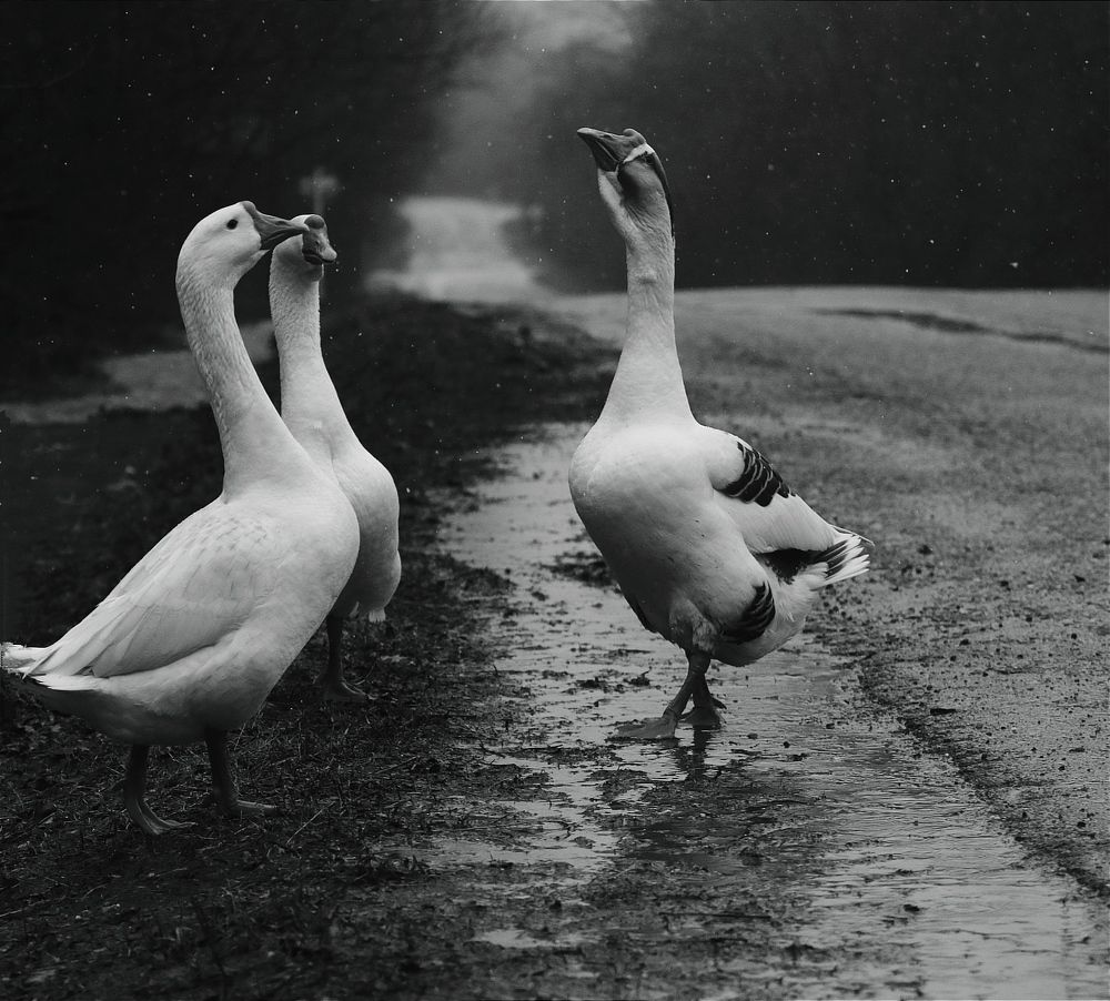 Photograph by Татьяна Исаева