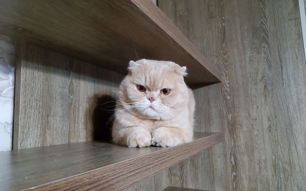 Фотография автора Южный Взгляд