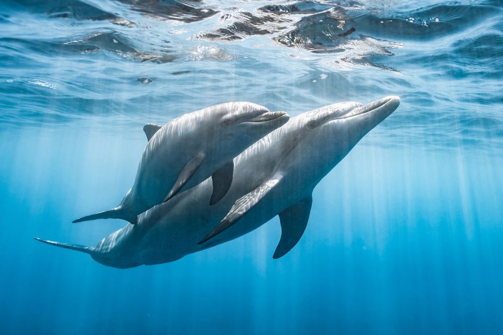 イルカの親子