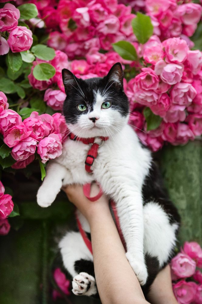 Photograph by Кристина Чижмар