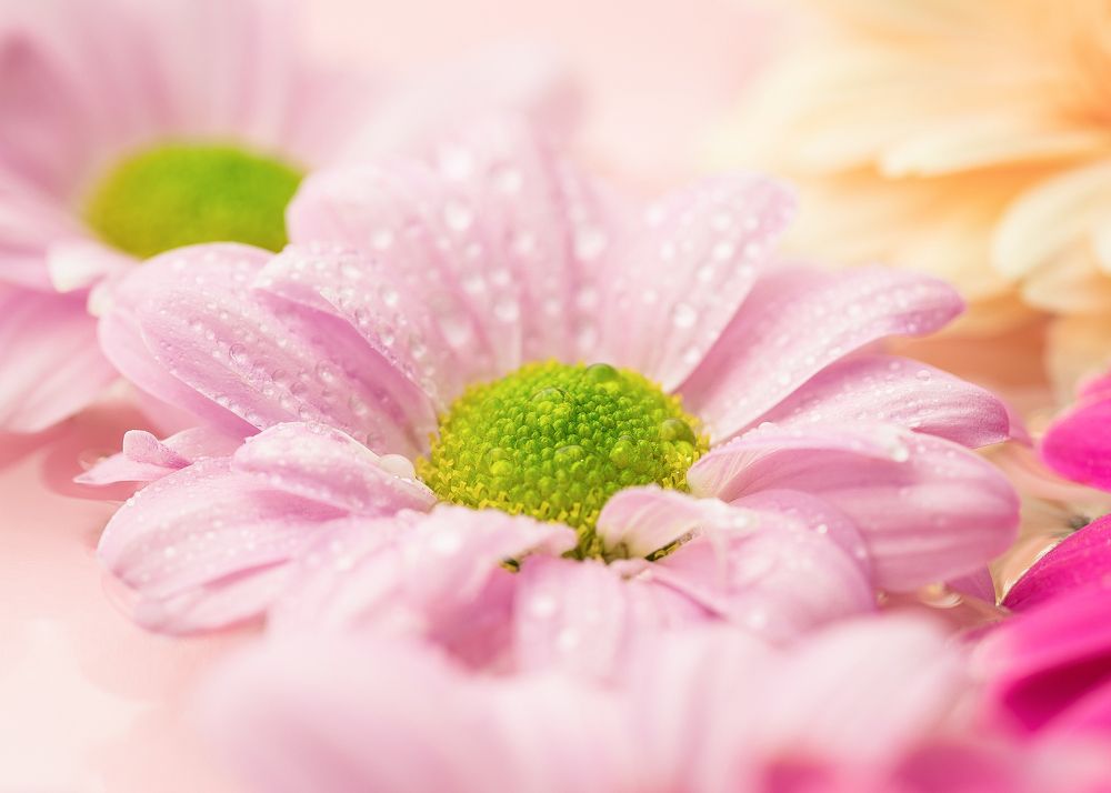 Фотография автора Елена Ельшина