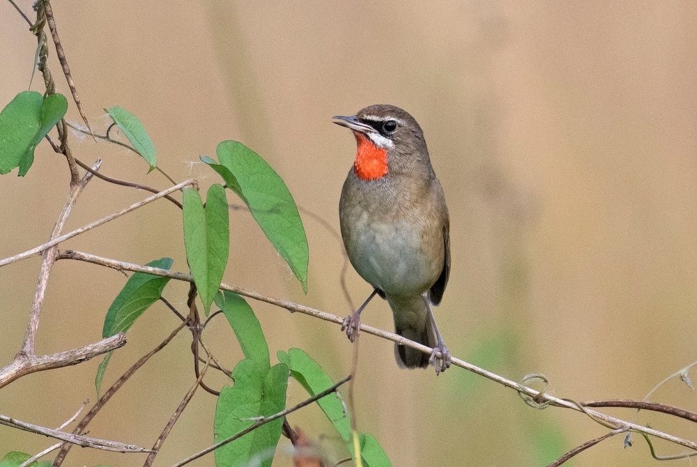 Photograph by Angshuman Mitra