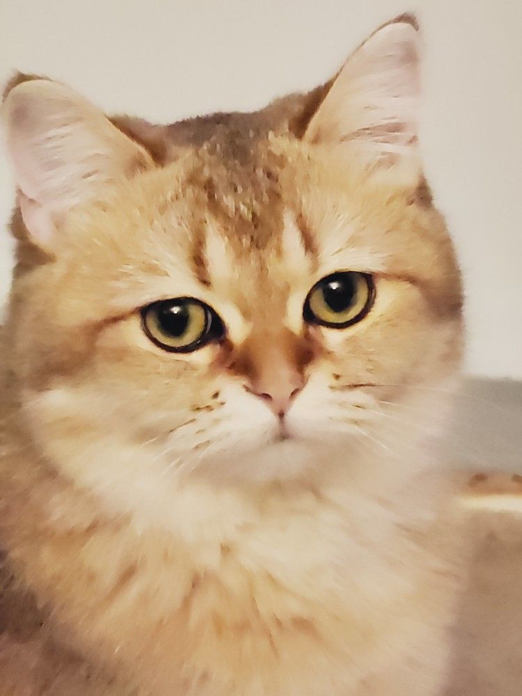 Фотография автора Al