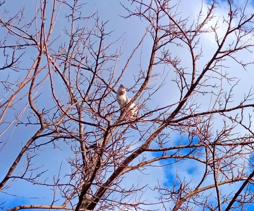 My other cat is watching.