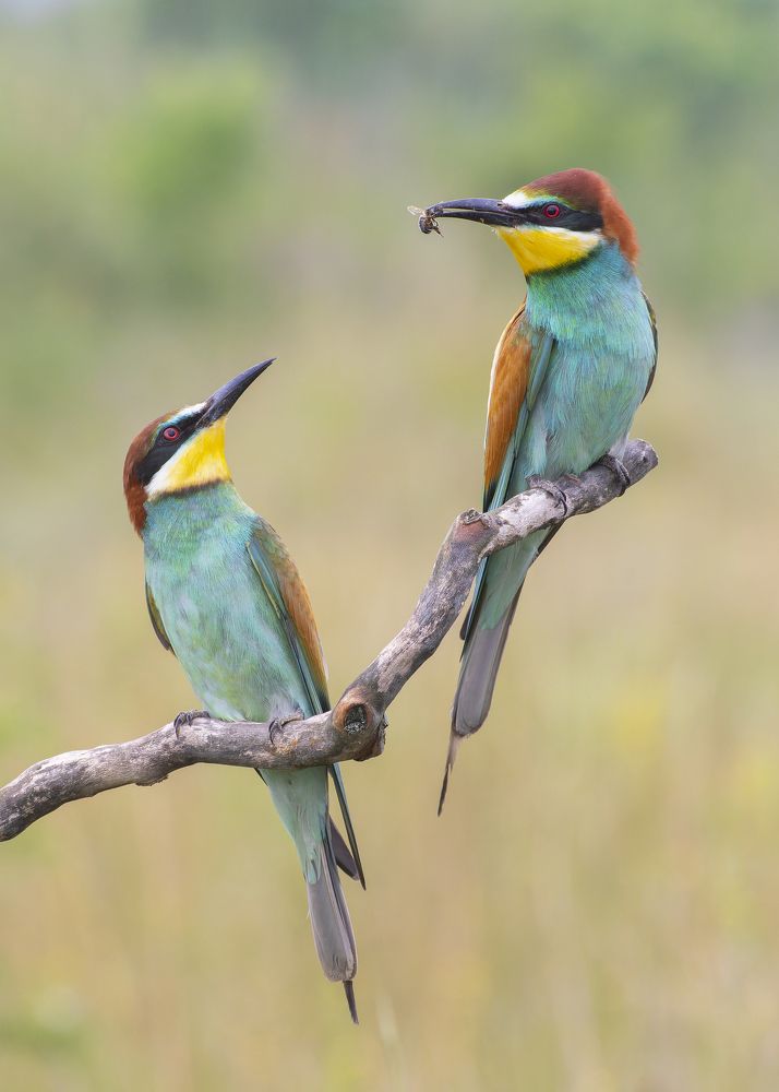 European Bee-eater